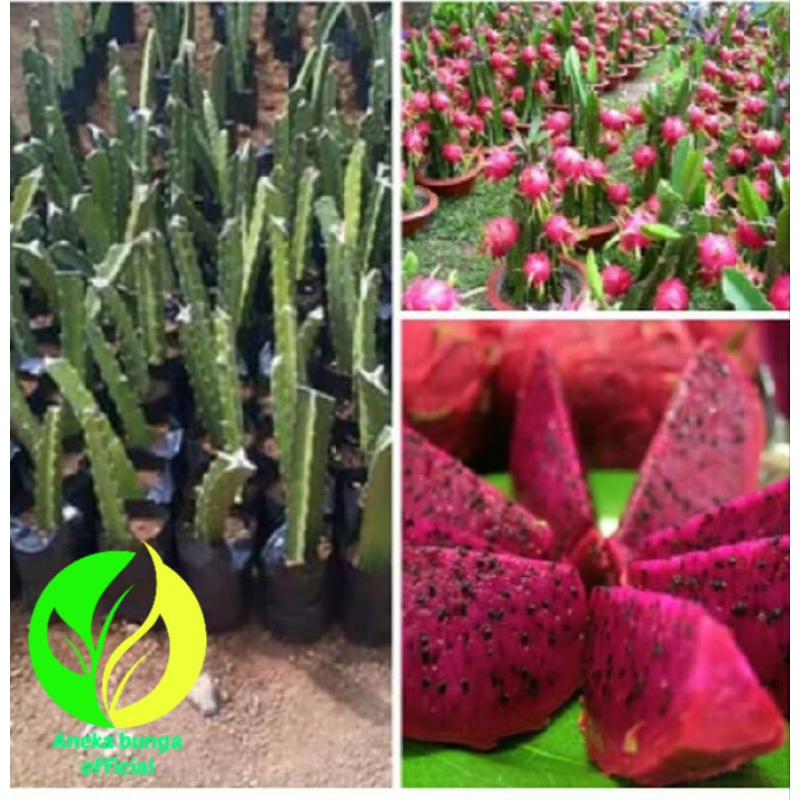 POHON BUAH NAGA MERAH ASLI / TANAMAN BATANG POHON BUAH NAGA MERAH