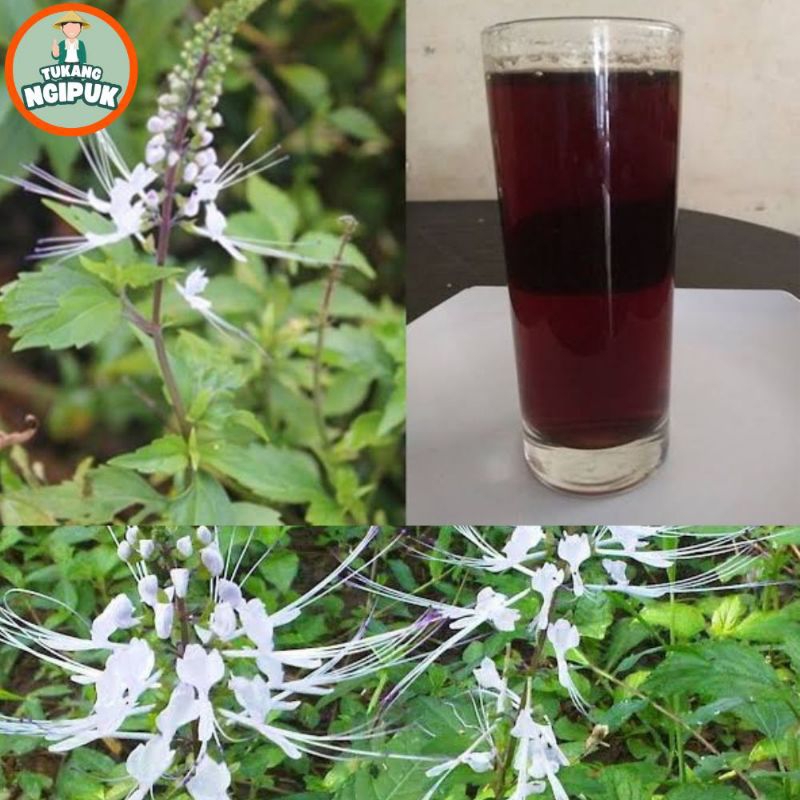 

Bisa COD Paket Hemat Obat Herbal Daun Kumis Kucing 100 gr Obat Batu Ginjal Saluran Kemih Kencing