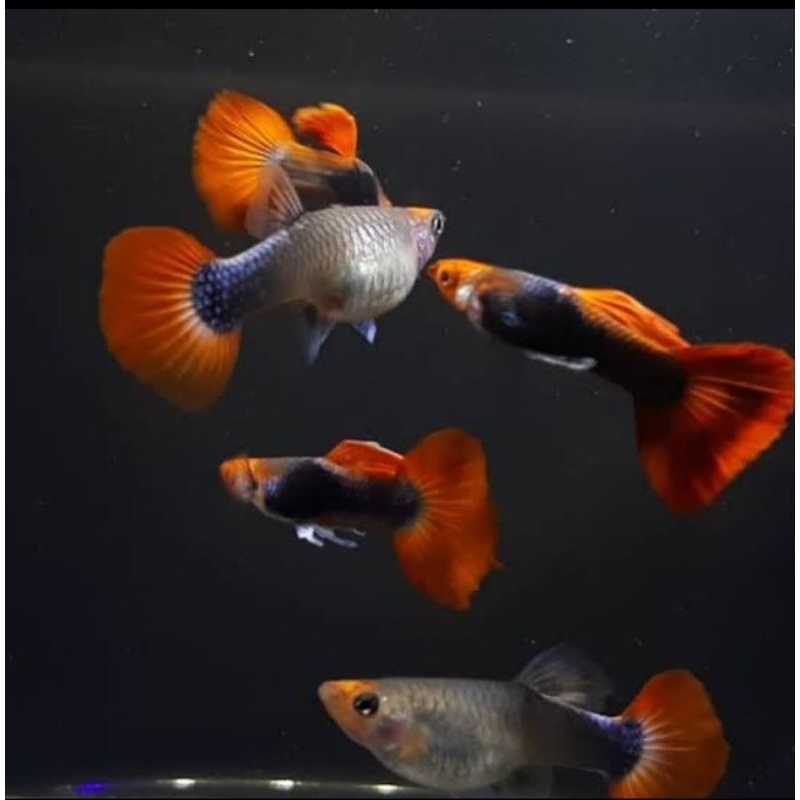 

(stiker) guppy tuxedo koi