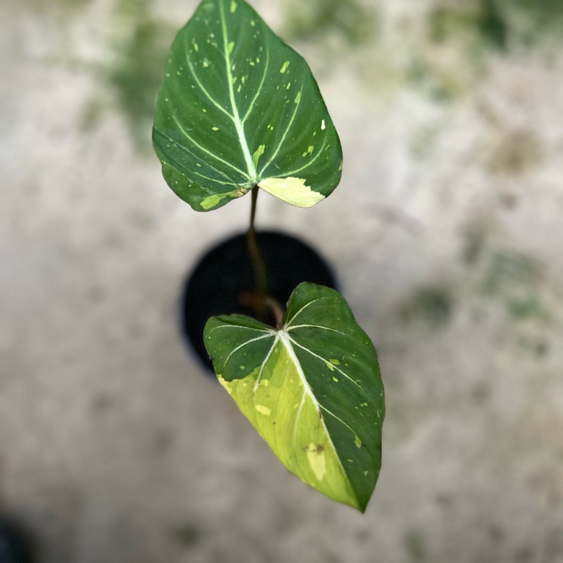 Philodendron Gloriosum Variegata Real Pict