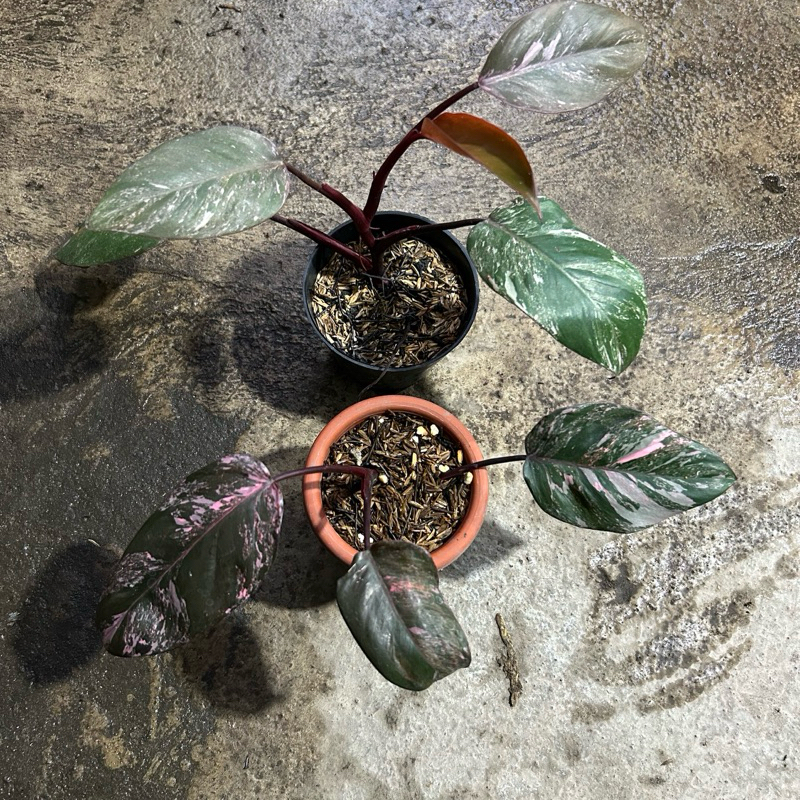 philodendron pink princess galaxy