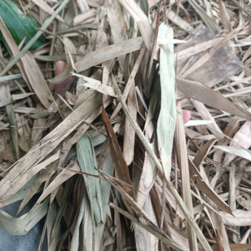 Daun bambu kering / Media tanam daun bambu kering
