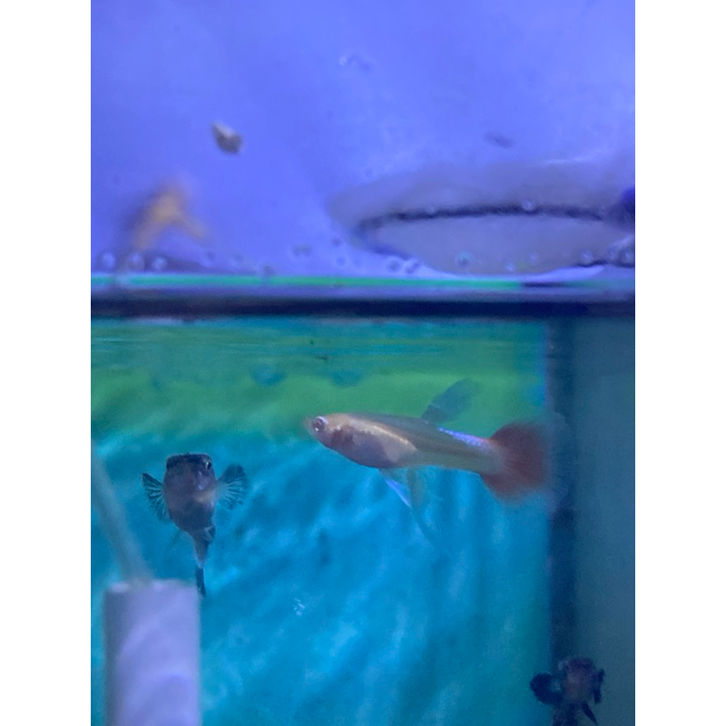 sticker albino prtde ribbon