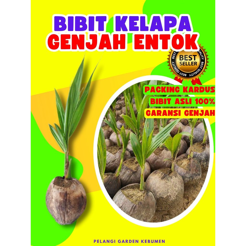 TERLARIS.. Pohon Kelapa Kopyor, Pohon Kelapa Kopyor Genjah, Pohon Kelapa Kuning Pendek