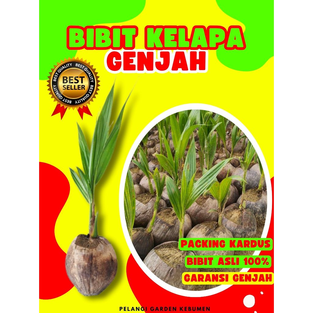 CEPAT PANEN..! Pohon Buah Kelapa Entok, Pohon Buah Kelapa Entog, Pohon Buah Kelapa Entok Anakan