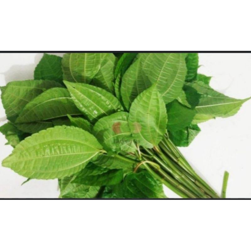 

daun pohpohan hijau segar alami segar perikat 100gram