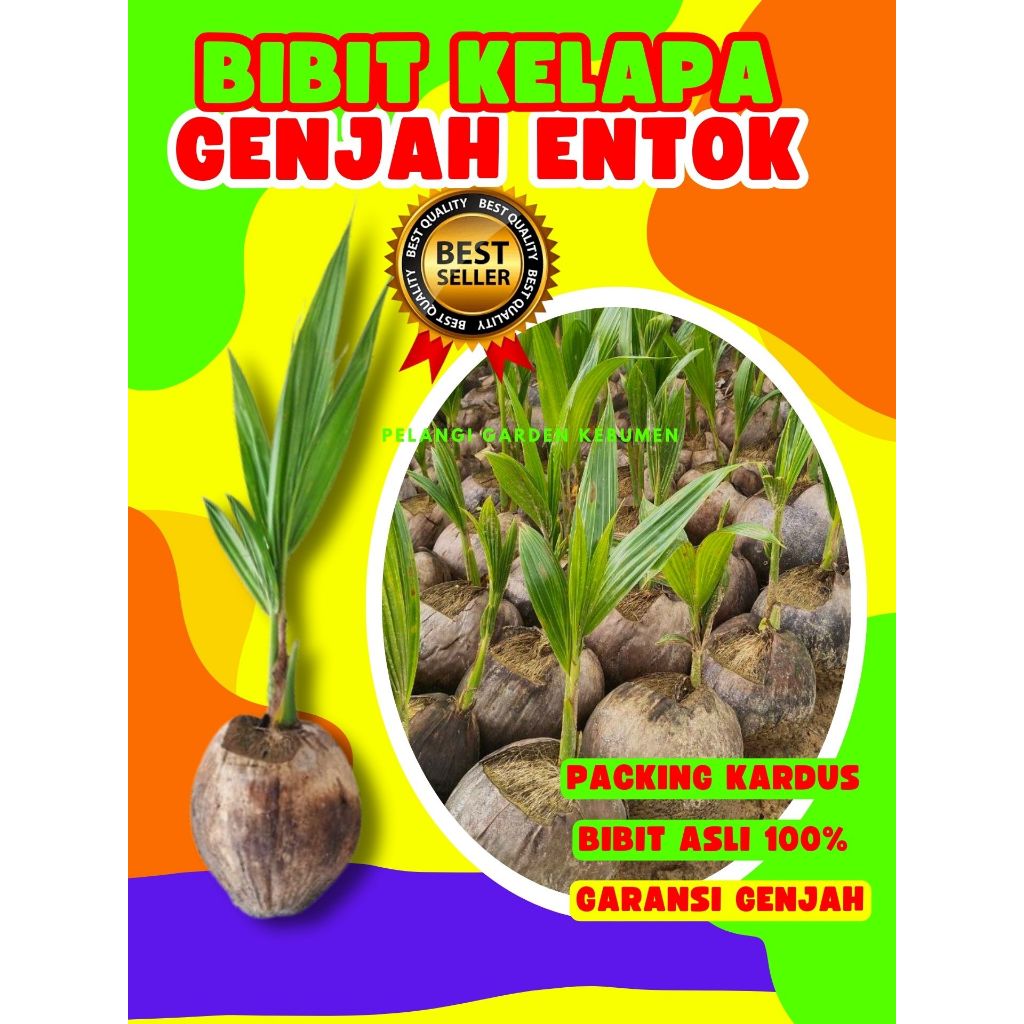 CEPAT BUAH..  Pohon Buah Kelapa Kopyor Sumenep, Pohon Buah Kelapa Kopyor Besar, Pohon Buah Kelapa Ko
