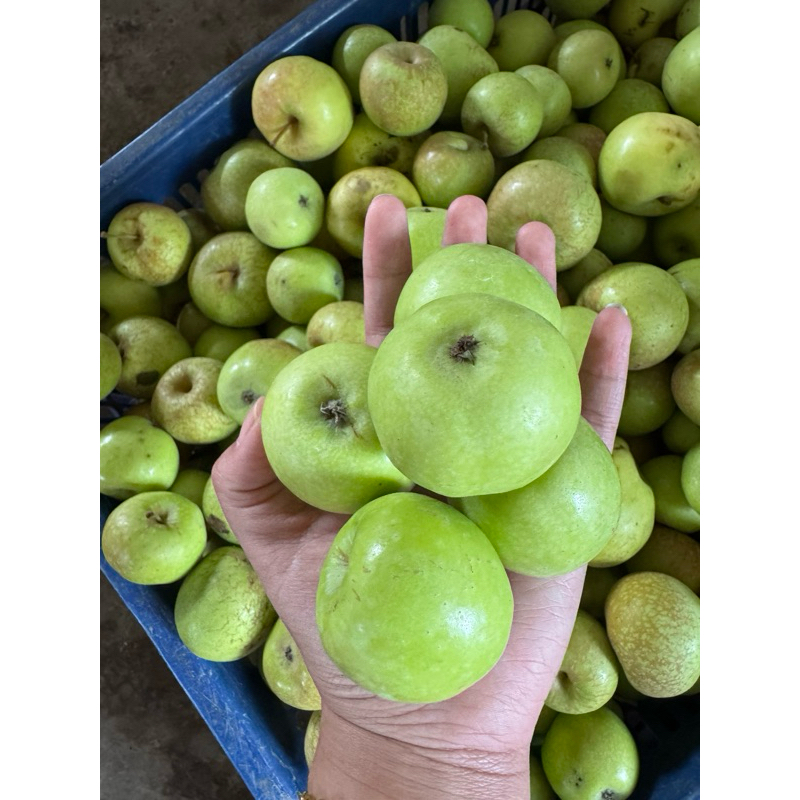 

apel malang jenis manalagi mini rasanya manis 1kg isi 18-21 biji