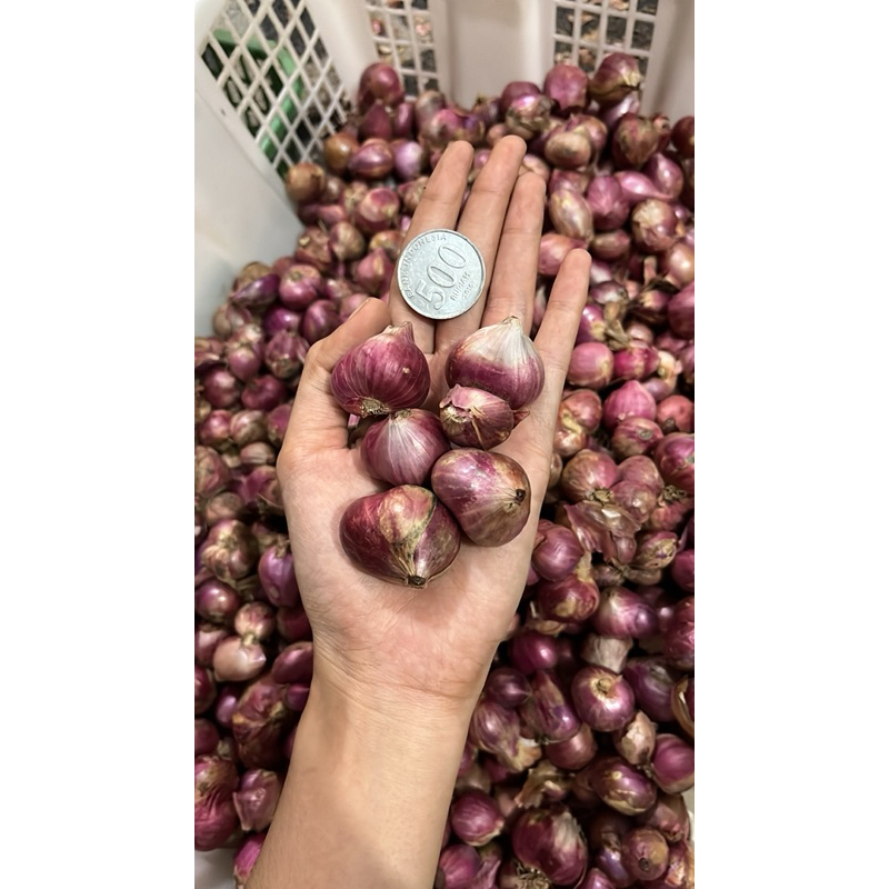 

BAWANG MERAH PROBOLINGGO