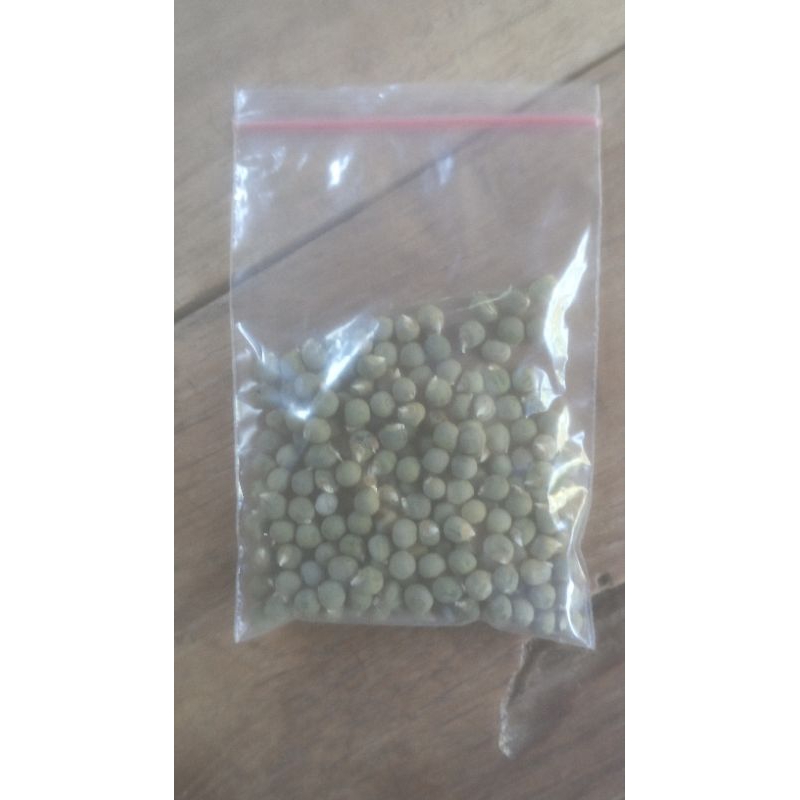 

benih okra hijau isi 220 lebih