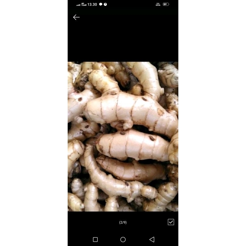 

KUNYIT PUTIH | KUNYIT PUTIH SEGAR MURAH