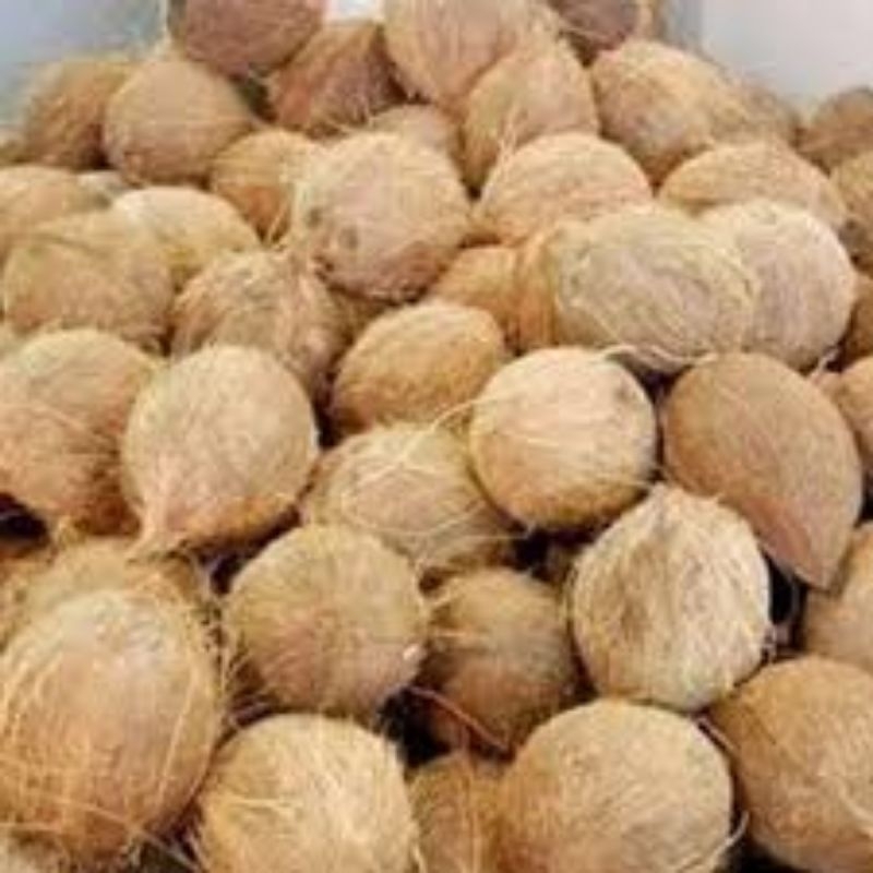 

kelapa tua segar 1 butir utuh