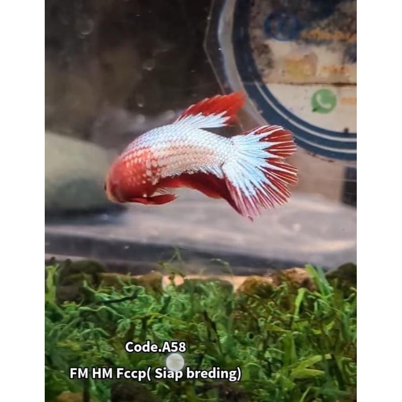 2ikan cupang betina fccp HM & pk Bluerim