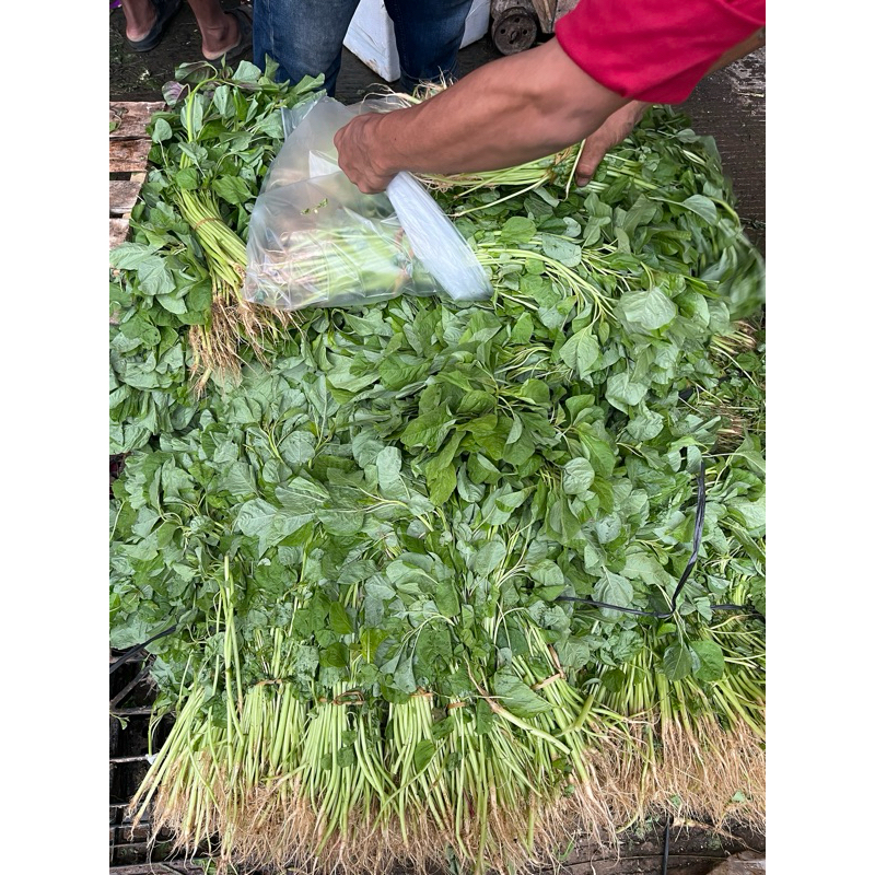

Bayam segar 1 iket fresh