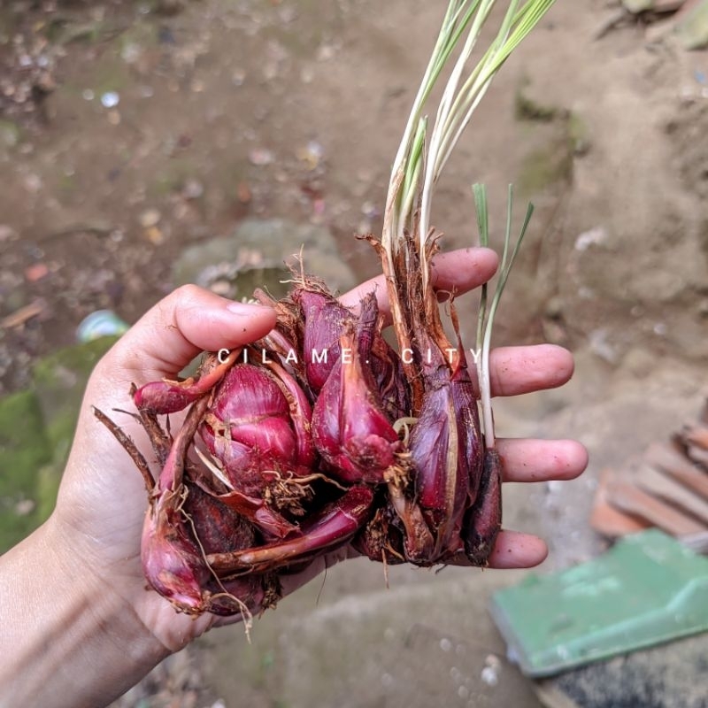 

bawang dayak segar bersih tanpa tanah tanpa daun tanpa akar 1kg