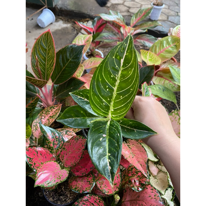 Aglaonema MUTIARA BLOROK