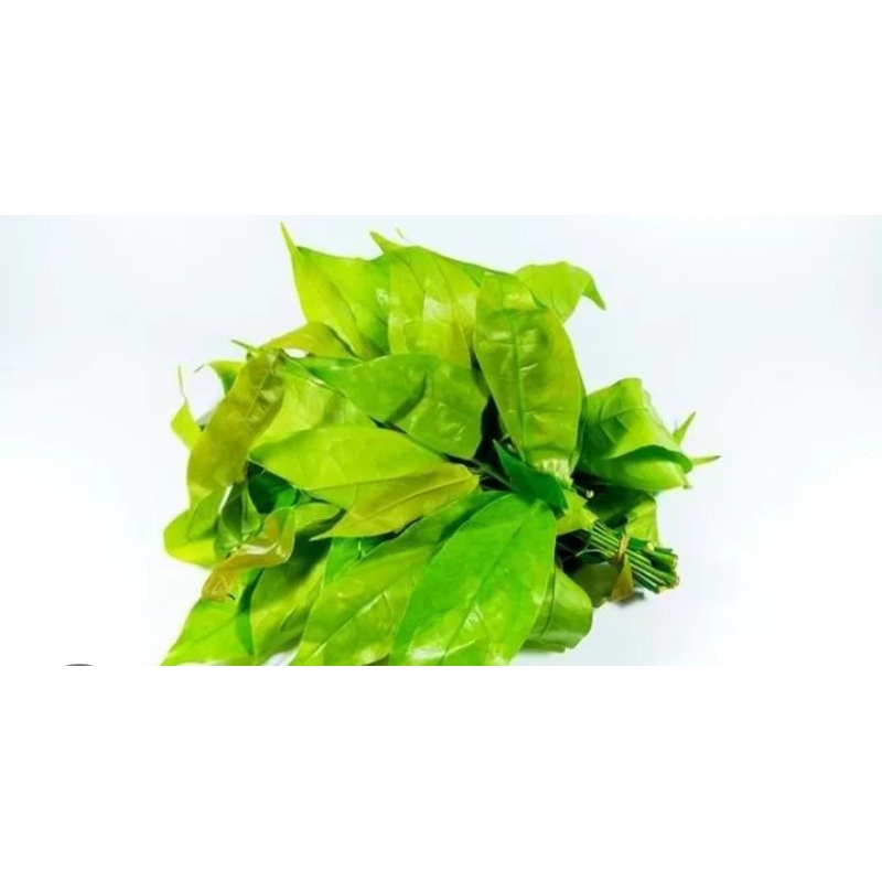 

daun SO/daun mlinjo