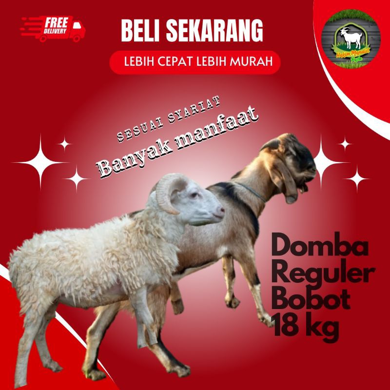 Hewan Qurban Kambing Domba Qurban Kurban Hidup