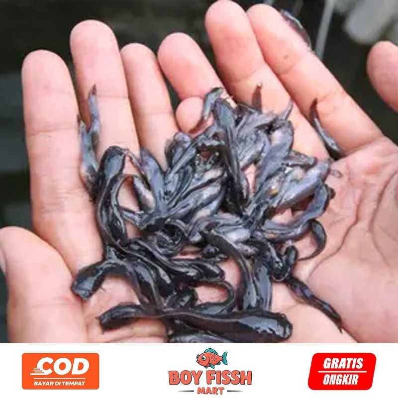 paket bibit ikan lele jumlah 100 Ekor