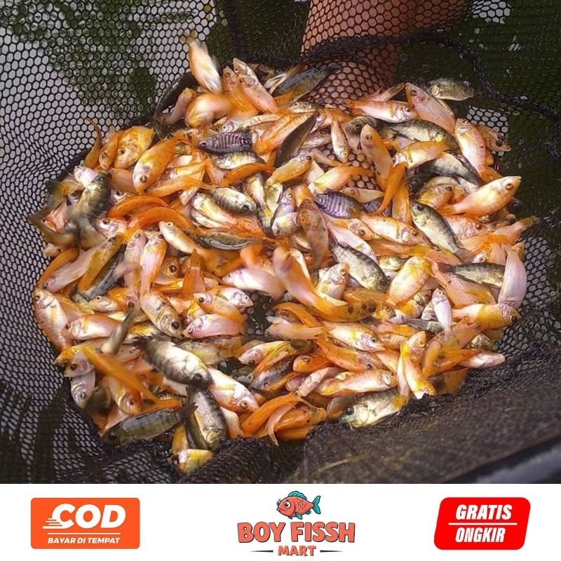 paket bibit ikan nila jumlah 100 Ekor