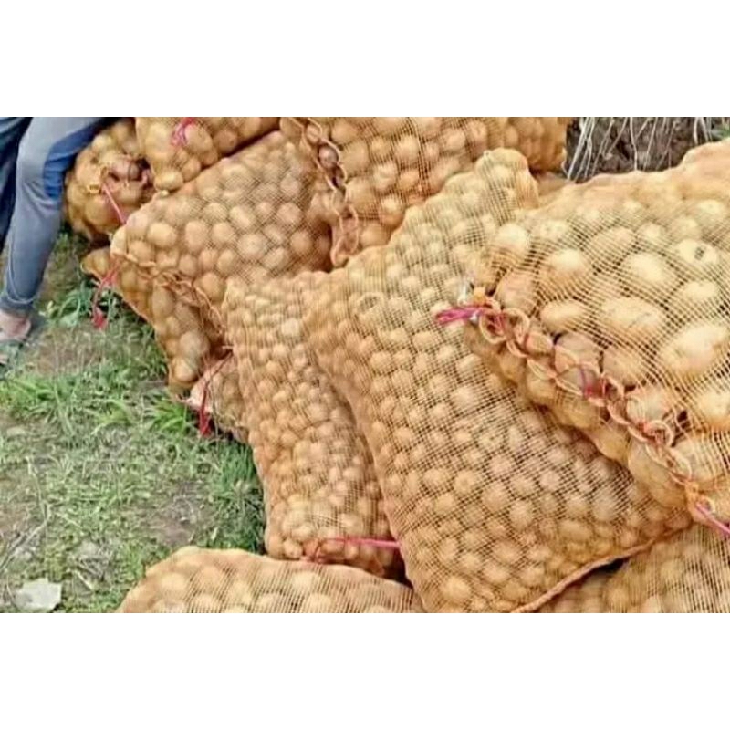

kentang asli Tengger dan bromo kecil untuk siomay 1 kg