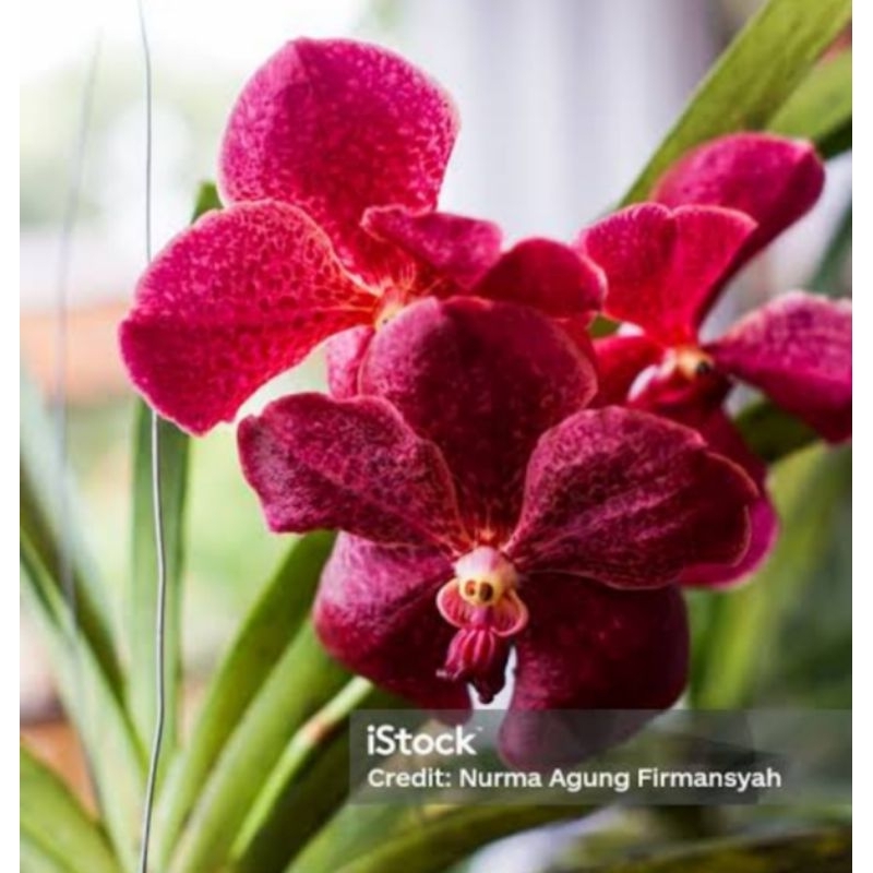 Anggrek vanda bunga merah dewasa siap berbunga