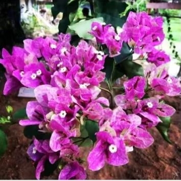 Bougenville Import Vietnam Splash