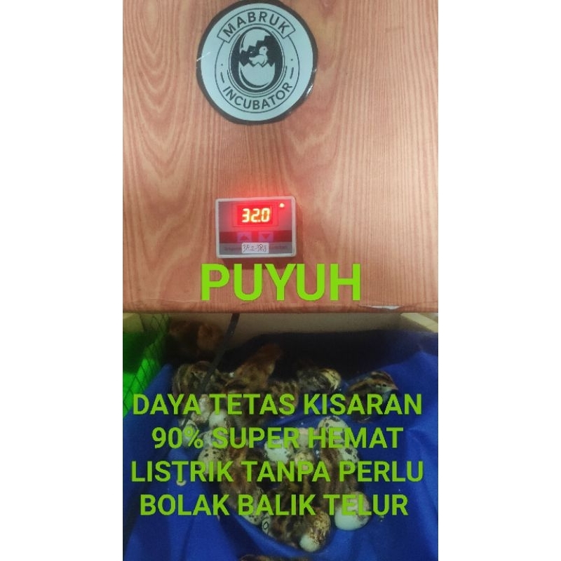 mabruk incubator penetas telur mesin tetas telur puyuh tanpa bolak balik hemat listrik dc 5 volt