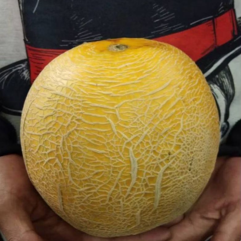 

MELON MADU PREMIUM..Manis..
