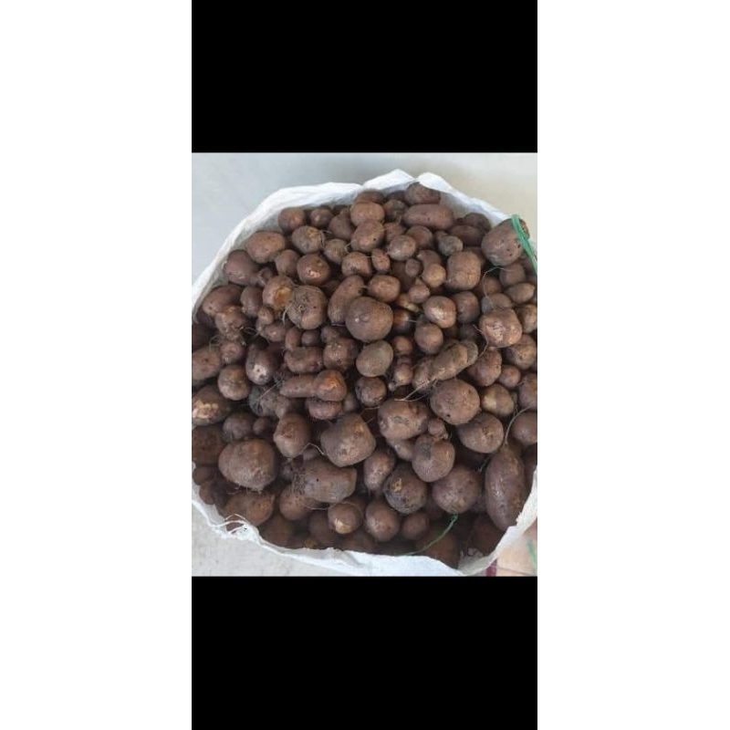 

kentang hitam/kleci segar 1kg