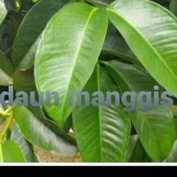 

Daun manggis 209 lmbar' daun manggis herbal.. stok redy