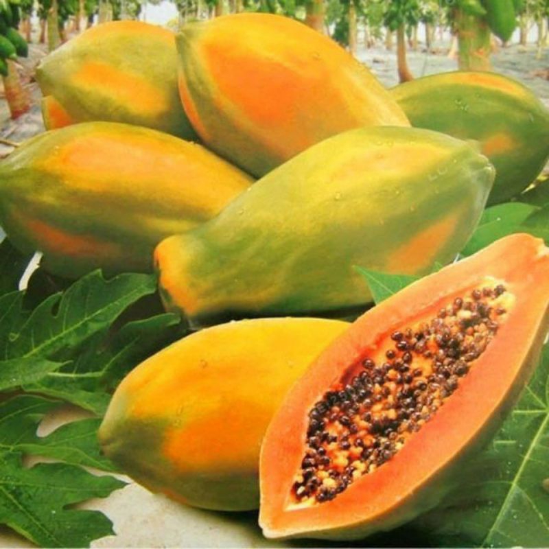 200 BIJI BENIH PEPAYA BANGKOK SUPER
