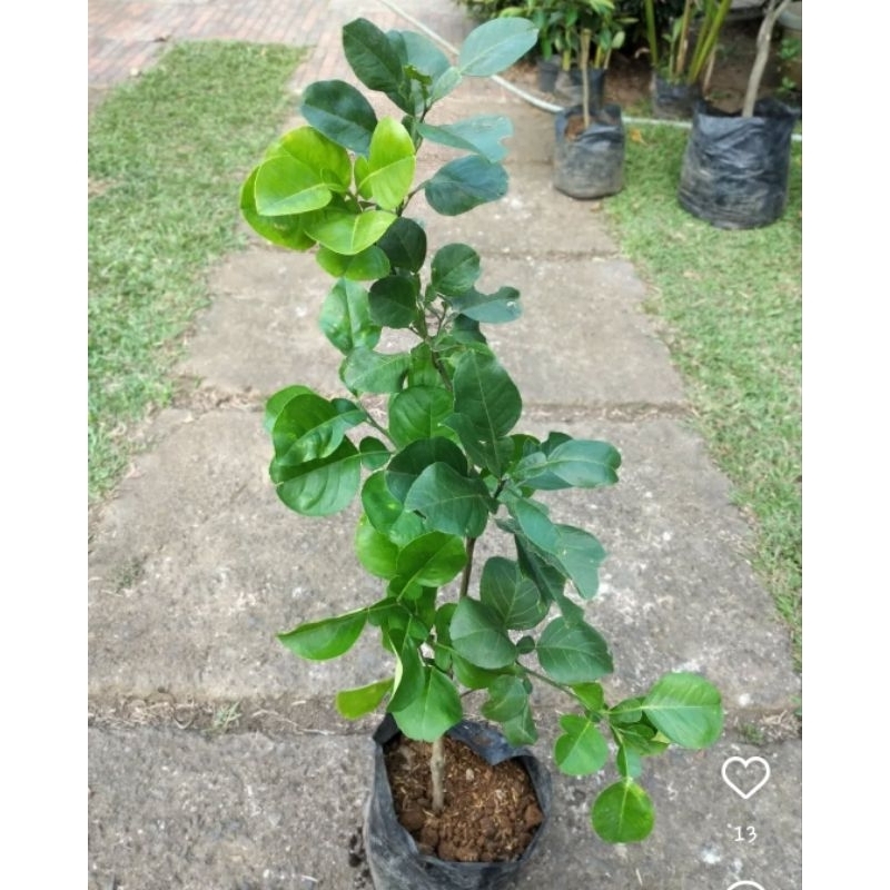 Bibit Jeruk Bali Okulasi