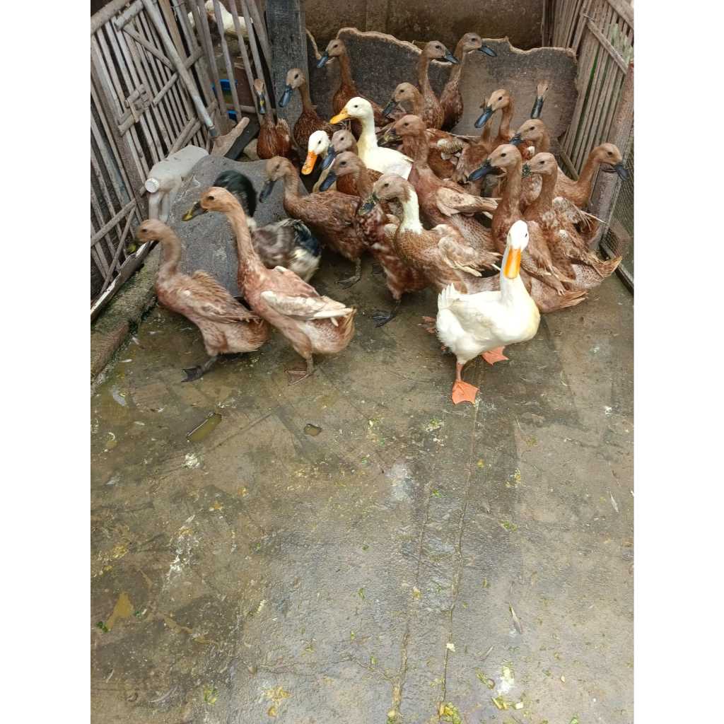 Bebek Betina Siap Bertelur