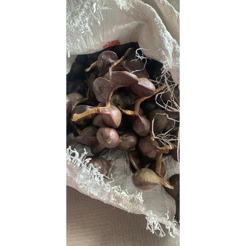 

Jengkol Muda Mentah 500g
