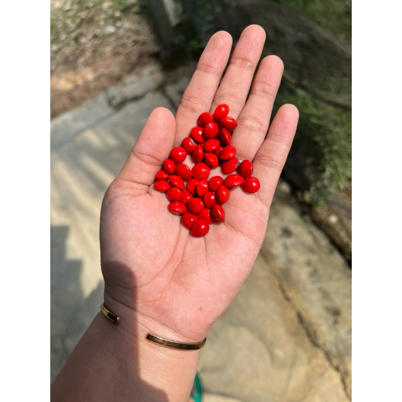 (20 Biji ) Biji Saga Merah /Benih Pohon Saga Merah /Kerajinan Kolase Biji Saga Merah