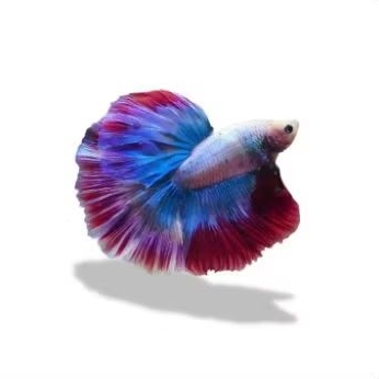 Ikan Cupang Halfmoon Jantan/Male