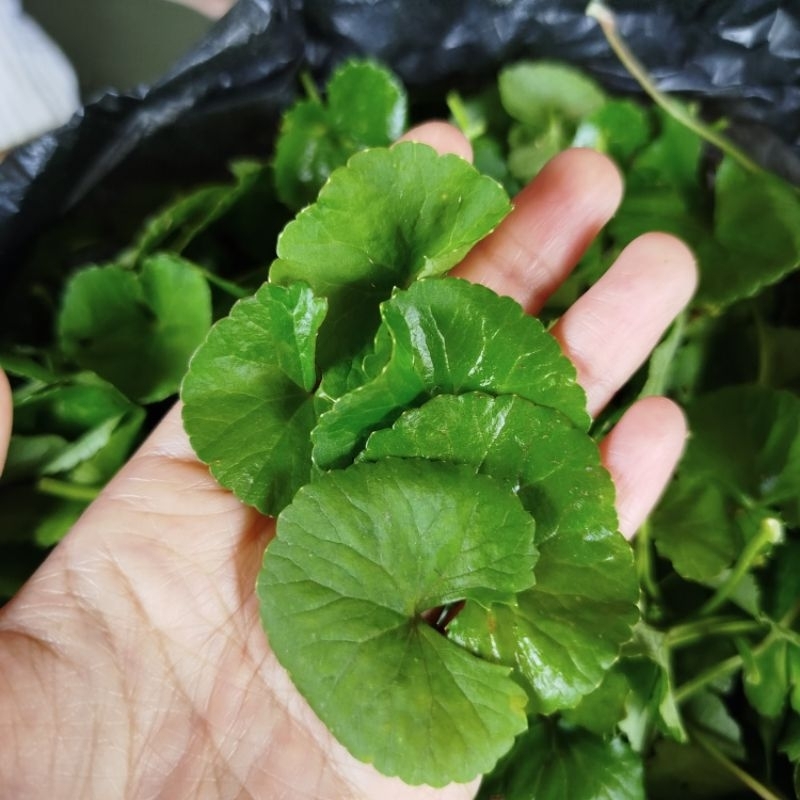 

Daun pegagan/ daun antanan/ centella asiatica 1 kg segar tanpa akar