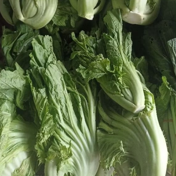 

INSTAN KOTA JAMBI Sayur Sawi Pahit 250gr