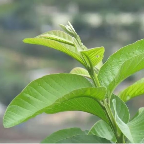 

Daun jambu per 50 lembar segar baru petik siap kirim