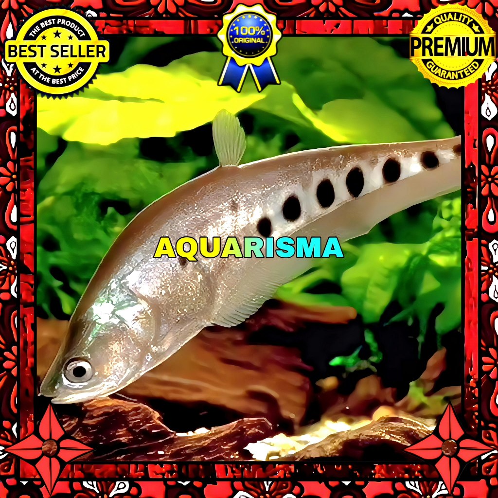 KEBUTUHAN AKUARIUM - BELIDA BANGKOK THAILAND TOTOL HITAM 7-8 CM