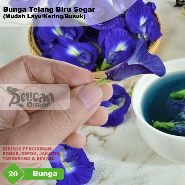 

Bunga Telang Biru Clitoria ternatea L Segar Kembang Teleng Obat Herbal Mata Rambut Rontok Teh Pewarna Makanan Minuman Alami