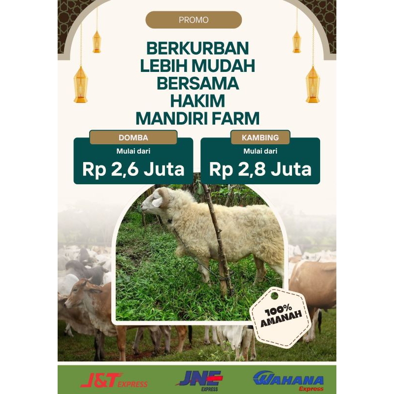 Hewan Qurban Kambing Domba Qurban Kurban Hidup