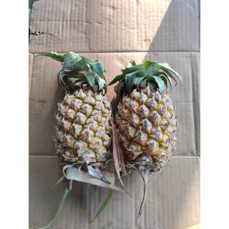 

PALEMBANG • nanas buah sayur fresh Palembang nanas sayur nanas buah segar