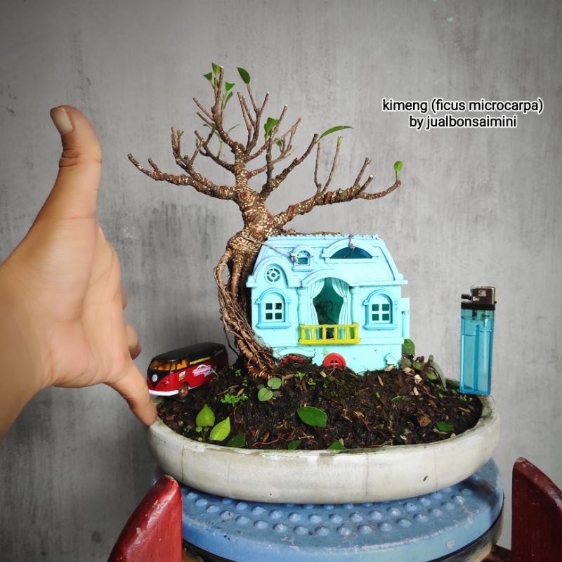 bonsai beringin kimeng