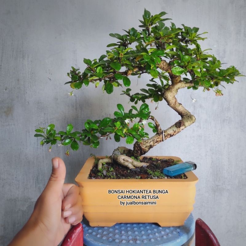 bonsai hokiantea bunga (Carmona Retusa)