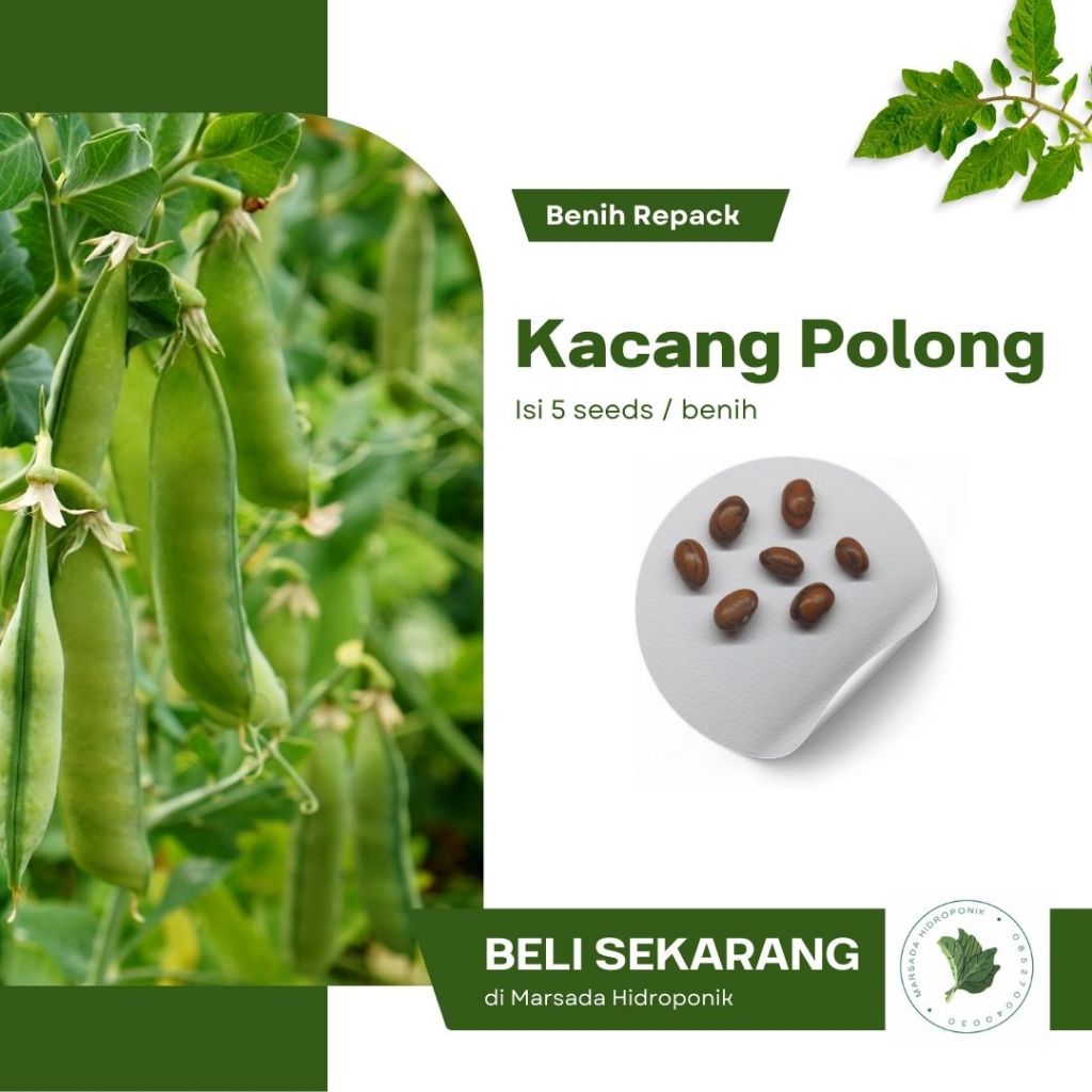Benih Bibit Kacang Kapri Polong Pipih TAICHUNG Known You Seed - Kemasan Repack isi 5 seeds