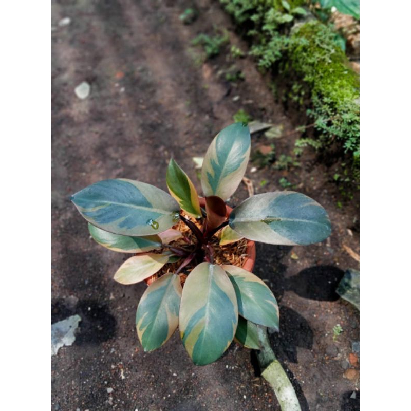 bc.black cardinal varigata