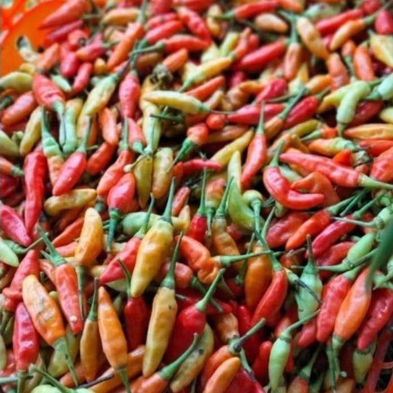 

cabai/cabe merah fress 50 gram dari petani pedaasss
