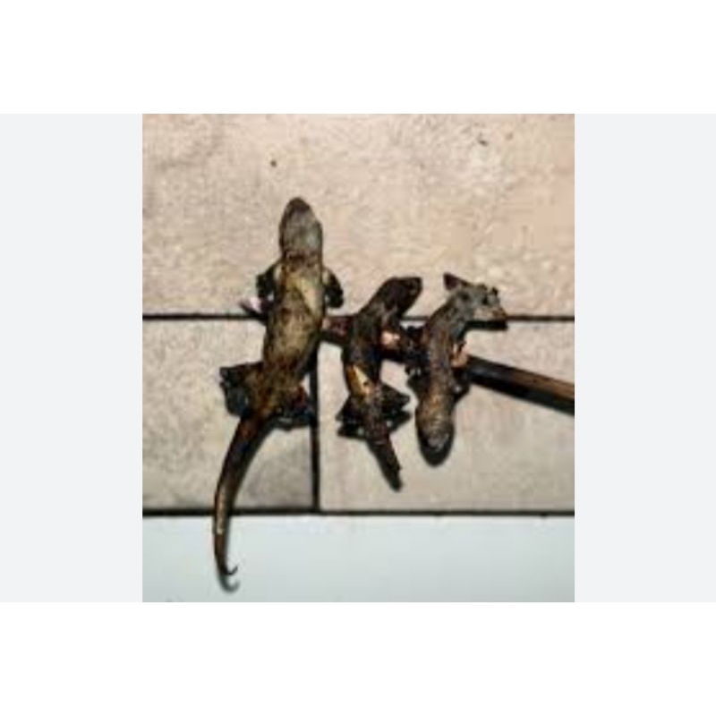 cicak bakar / garang 10 ekor pakan predator air/darat, arwana,chana dll